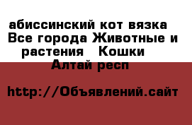 абиссинский кот вязка - Все города Животные и растения » Кошки   . Алтай респ.